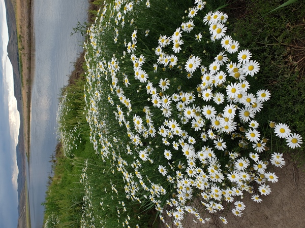 Matricaria perforata